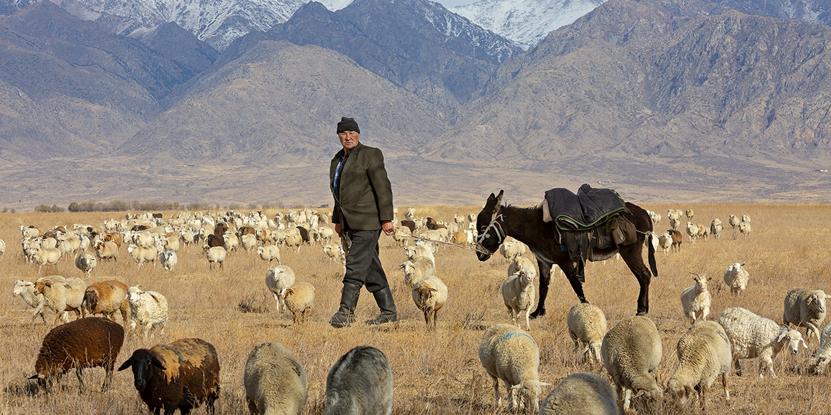 Koktal, Kazakhstan - October 19, 2017: Nomadic shepherd with his donkey, near the town of Koktal, Kazakhstan