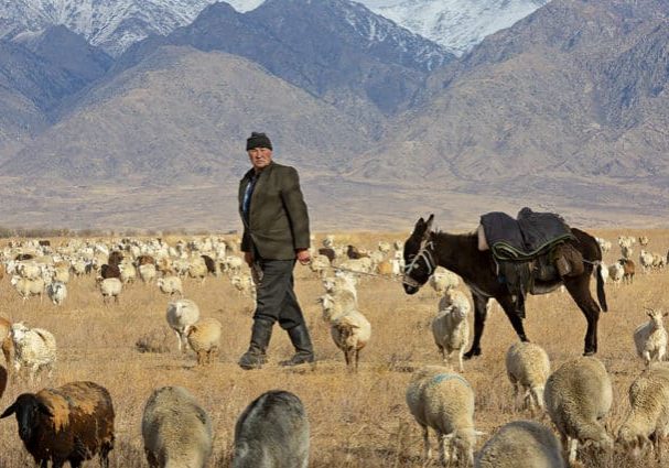 Koktal, Kazakhstan - October 19, 2017: Nomadic shepherd with his donkey, near the town of Koktal, Kazakhstan